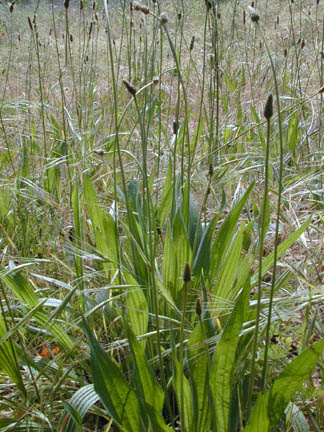 Narrowleaf_plantain2